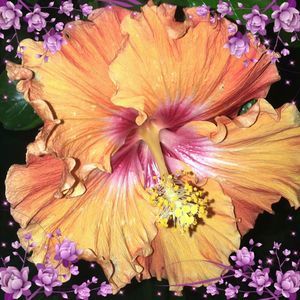 Meet your Posher, Wendy